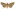 [Tmetolophota alopa] (female). Noctuidae: Noctuinae Image
