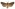 [Tmetolophota alopa] (male). Noctuidae: Noctuinae Image