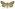 [Tmetolophota lissoxyla] (male). Noctuidae: Noctuinae Image