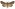 [Tmetolophota micrastra] (female). Noctuidae: Noctuinae Image