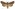 [Tmetolophota micrastra] (male). Noctuidae: Noctuinae Image