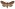 [Tmetolophota purdii] (female). Noctuidae: Noctuinae Image