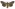 [Tmetolophota similis] (male). Noctuidae: Noctuinae Image