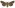 [Tmetolophota steropastis] (female). Noctuidae: Noctuinae Image