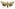 [Tmetolophota sulcana] (male). Noctuidae: Noctuinae Image