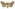 [Tmetolophota unica] (male). Noctuidae: Noctuinae Image