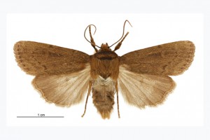 Noctuidae thumb