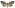[Uraba lugens] (female). Nolidae: Nolinae Image