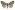 [Uraba lugens] (male). Nolidae: Nolinae Image