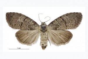 Nolidae thumb