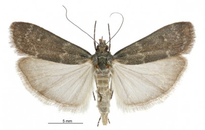 Eudonia cataxesta (female). Crambidae: Scopariinae. Endemic. Image: Image: Birgit E. Rhode
