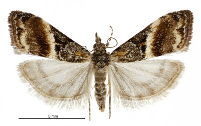 [Eudonia chlamydota] (female). Crambidae: Scopariinae. Endemic. Image: Birgit E. Rhode
