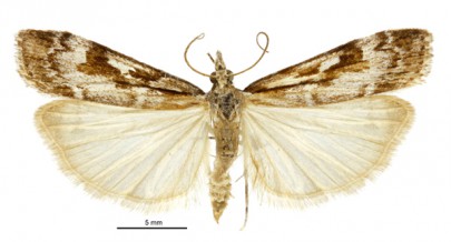 [Scoparia cyameuta] (male). Crambidae: Scopariinae. Endemic. Image: Birgit E. Rhode