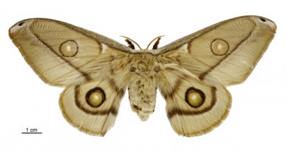 [Opodiphthera eucalypti] (female). Saturniidae: Saturniinae. Image: Birgit E. Rhode
