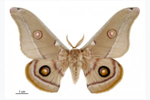 Saturniidae thumb