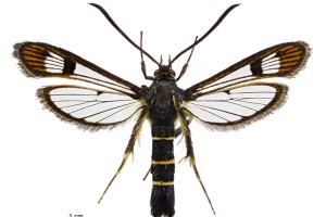 Sesiidae thumb