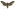 [Agrius convolvuli] (female). Sphingidae: Sphinginae Image