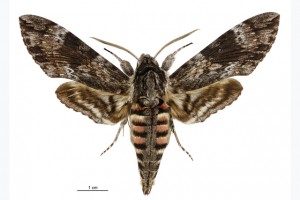 Sphingidae thumb