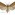 [Clepsicosma] sp. 'Titirangi' (female). Crambidae: Schoenobiinae. Endemic. Image: Birgit E. Rhode Image