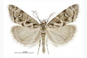 Gadira petraula thumbnail