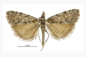 Gadira sp black brown male thumbnail