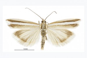 [Orocrambus fugitivellus] thumb