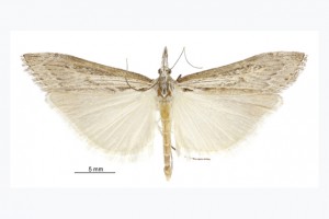 [Orocrambus sophistes] thumb