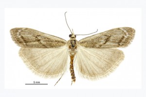 [Orocrambus] sp Mackenzie Basin thumb