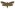 [Titanomis sisyrota] (female). Uncertain: uncertain. Not seen since 1959. Image