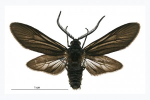 Zygaenidae thumb