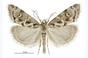 Larger moths gallery thumb