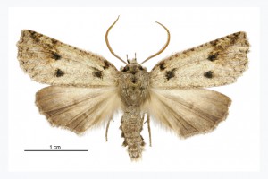 Larger moth thumb