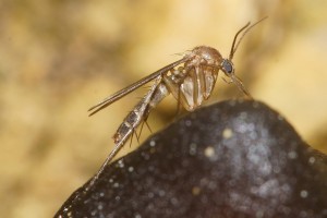 Mycetophila colorata. Image: Uwe Schneehagen (2019). CC BY-SA 4.0 via iNaturalist). 