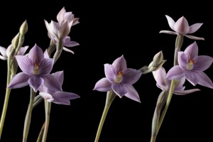 Thelymitra pulchella