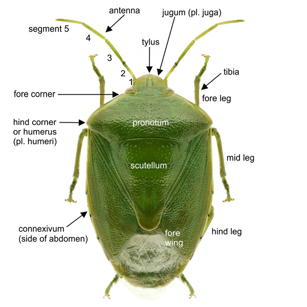 Pentatomidae, labelled dorsal view