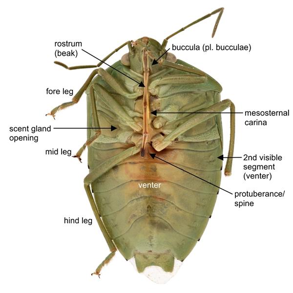 Pentatomidae, labelled ventral view