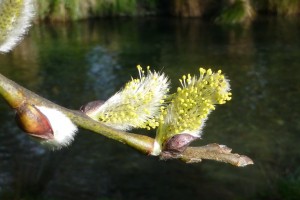 Willow - [Salix] sp.