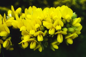 Gorse - Ulex europaeus