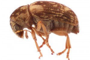 Family Anthribidae