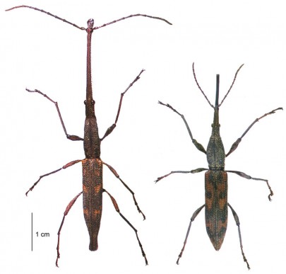 [Lasiorhynchus barbicornis] (Brentidae: Trachelizinae). Endemic