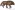 [Allaorus rugosus] (Curculionidae: Cossoninae). Endemic Image