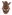 [Ampagia rudis] (Curculionidae: Curculioninae). Endemic Image