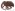 [Bradypatae subnodifer] (Curculionidae: Curculioninae). Endemic Image
