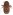 [Chaetoptelius mundulus] (Curculionidae: Scolytinae). Endemic Image