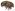 [Chaetoptelius mundulus] (Curculionidae: Scolytinae). Endemic Image