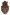 [Crisius fasciculatus] (Curculionidae: Curculioninae). Endemic Image