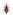[Goneumus bryobius] (Curculionidae: Curculioninae). Endemic Image