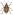 [Gonipterus scutellatus] (Curculionidae: Cyclominae). Adventive Image