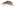 [Gonipterus scutellatus] (Curculionidae: Cyclominae). Adventive Image