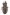 [Gymnetron pascuorum] (Curculionidae: Curculioninae). Adventive Image